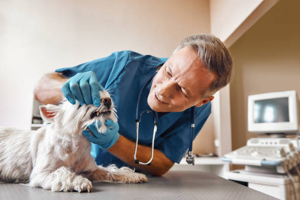 Best Emergency Gum Treatment in Squirrel Mountain Valley, CA
